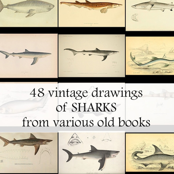 A total of 48 different beautiful drawings of sharks from various old books - Vintage shark poster - printable images for your DIY projects