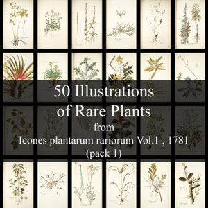 50 Illustrations of Rare Plants from Icones plantarum rariorum Vol. 1 , 1781 , pack 1  - Vintage Botanical herbs - Printable Download