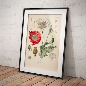 Vintage Poppy plant art from Köhler's - Papaver somniferum - Printable Download for botanical print - botanical art - Poster or scrapbooking