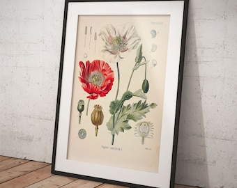 Vintage Poppy Botanical Print – Köhler's Papaver Somniferum (Digital Download)
