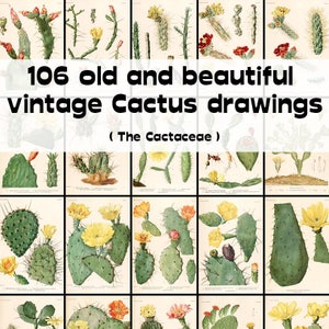 106 dibujos antiguos y hermosos de cactus antiguos: las cactáceas, plantas botánicas e ilustraciones de flores de la familia de los cactus