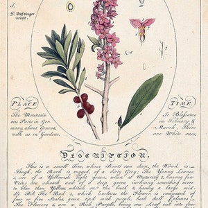 May include: A botanical illustration of a flowering plant called the Common Mezereon. The illustration shows the plant's pink flowers, green leaves, red berries, and a detailed description of its characteristics and uses. The text includes the plant's scientific name, common names, parts used, preparations, place, time, and description.