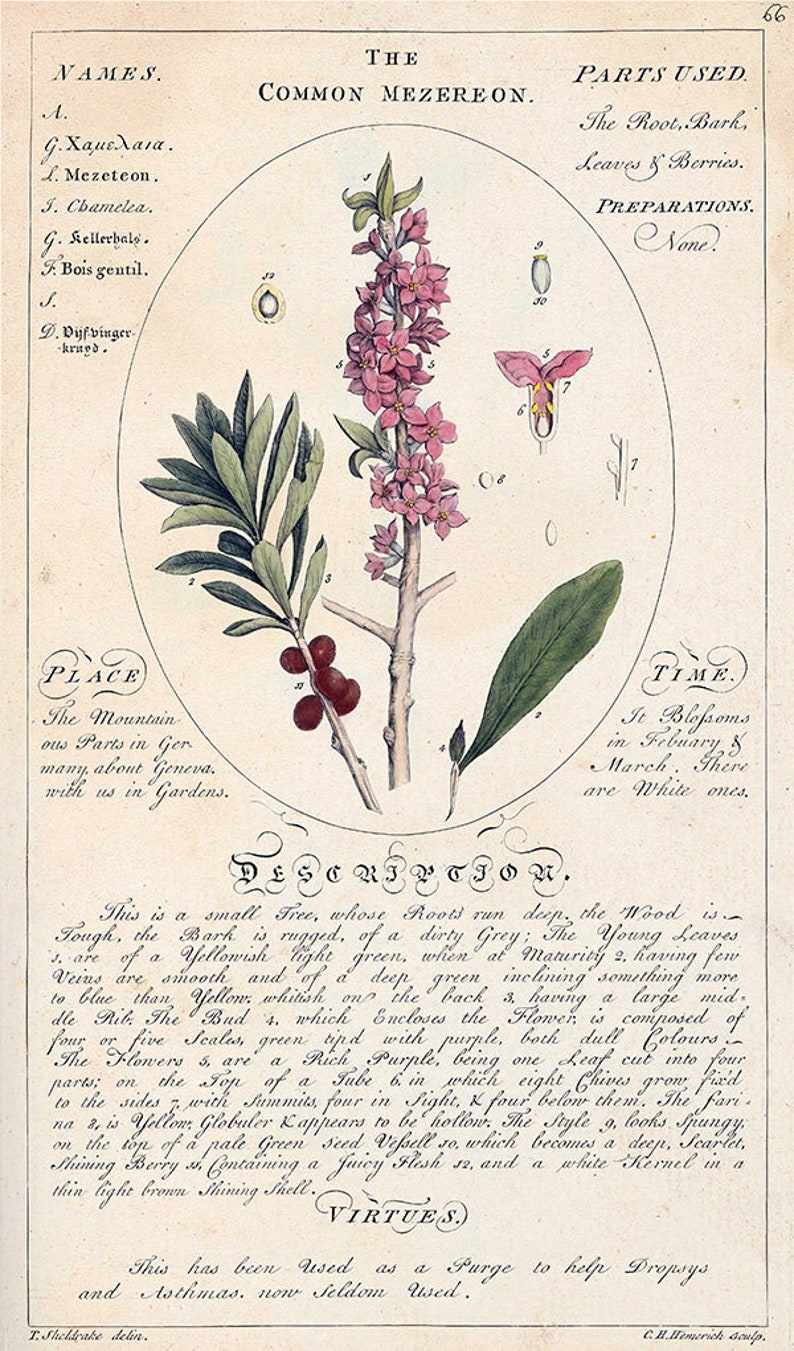 May include: A botanical illustration of a flowering plant called the Common Mezereon. The illustration shows the plant's pink flowers, green leaves, red berries, and a detailed description of its characteristics and uses. The text includes the plant's scientific name, common names, parts used, preparations, place, time, and description.