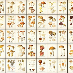 May include: A vintage illustration of various types of mushrooms, with detailed drawings of the caps, stems, and gills. The illustrations are in shades of brown, white, and beige, with a light beige background.