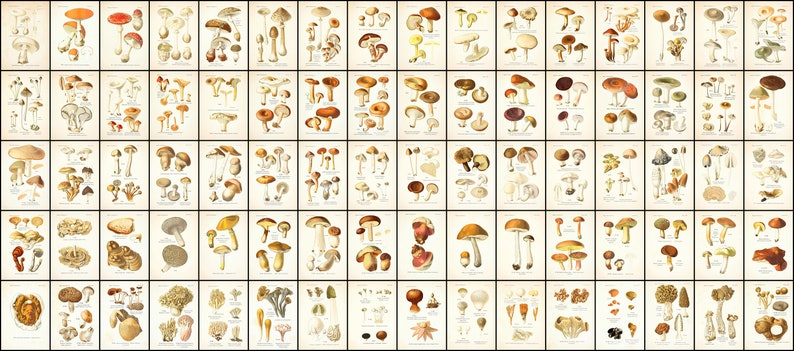 May include: A vintage illustration of various types of mushrooms, with detailed drawings of the caps, stems, and gills. The illustrations are in shades of brown, white, and beige, with a light beige background.