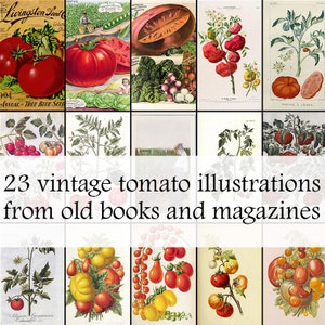 23 Vintage Tomaten Illustrationen aus alten Büchern und Zeitschriften - Gemüse diy Poster - Serviettentechnik - Tomaten Obst druckbare Zeichnungen