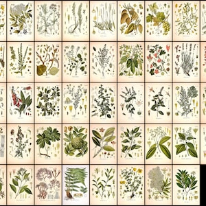 May include: A collection of 48 vintage botanical illustrations featuring various plants and flowers. The illustrations are in a detailed, realistic style and are printed on a cream-colored background.