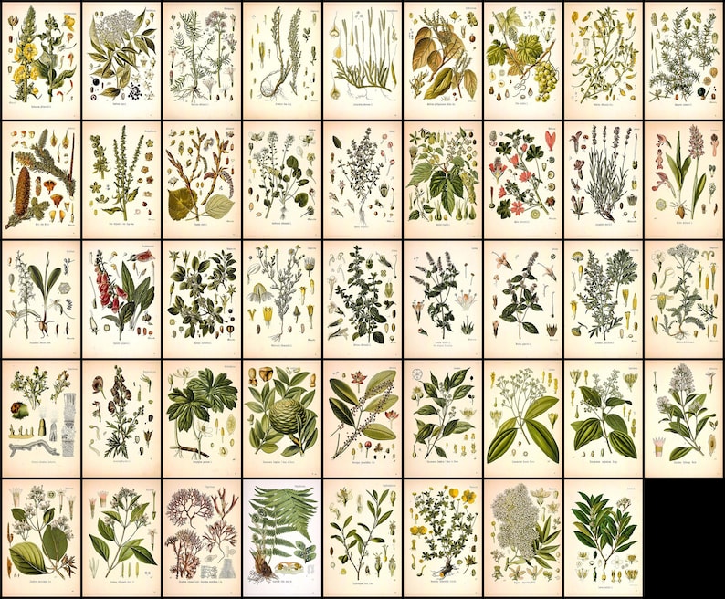 May include: A collection of 48 vintage botanical illustrations featuring various plants and flowers. The illustrations are in a detailed, realistic style and are printed on a cream-colored background.