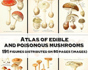 Vintage Mushroom Botanical Plates – Edible & Poisonous Fungi (Digital Download)