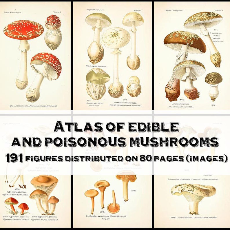 May include: A vintage illustration of an atlas of edible and poisonous mushrooms. The book cover features a title with the text "Atlas of Edible and Poisonous Mushrooms" and the text "191 Figures Distributed on 80 Pages (Images)". The book cover is divided into six sections, each featuring a different type of mushroom. The mushrooms are illustrated in detail, with their caps, stems, and gills clearly visible. The illustrations are in a realistic style, with a focus on the natural colors and textures of the mushrooms.