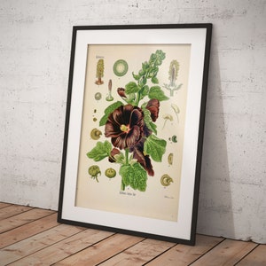 Alcea rosea  from Köhler&#39;s - common hollyhock, Althaea rosea, holyoke - Printable Download - Poster or scrapbooking