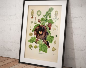 May include: A vintage botanical illustration of a dark red hollyhock flower with green leaves and stems. The illustration includes detailed drawings of the flower's parts, including the seed pods, petals, and stamen. The text "Althaea rosea L." is printed below the illustration.