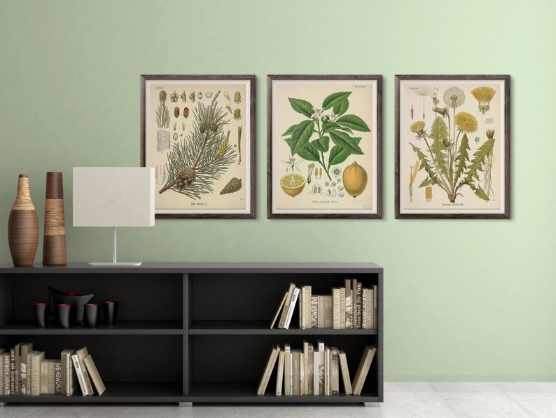 May include: Three framed botanical prints with illustrations of a pine branch, a lemon tree, and a dandelion. The prints are displayed on a wall above a black bookshelf with books.