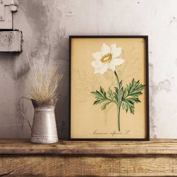 ヴィンテージ風高山植物図鑑 – 植物画100点（デジタルダウンロード