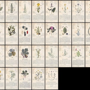 May include: A vintage botanical illustration print set featuring 20 different plants. Each print includes a detailed illustration of the plant, its name, and a description in German. The prints are in black and white with some color accents.
