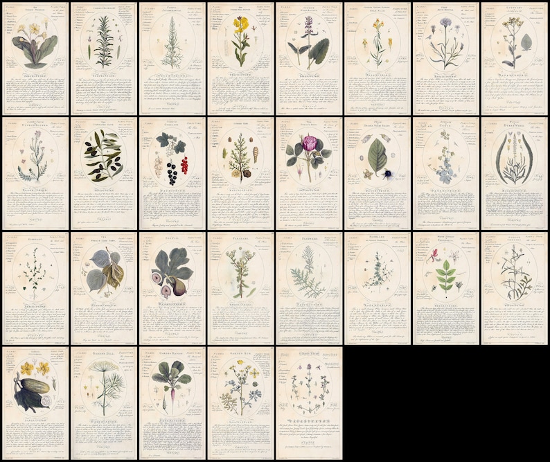 May include: A vintage botanical illustration print set featuring 20 different plants. Each print includes a detailed illustration of the plant, its name, and a description in German. The prints are in black and white with some color accents.