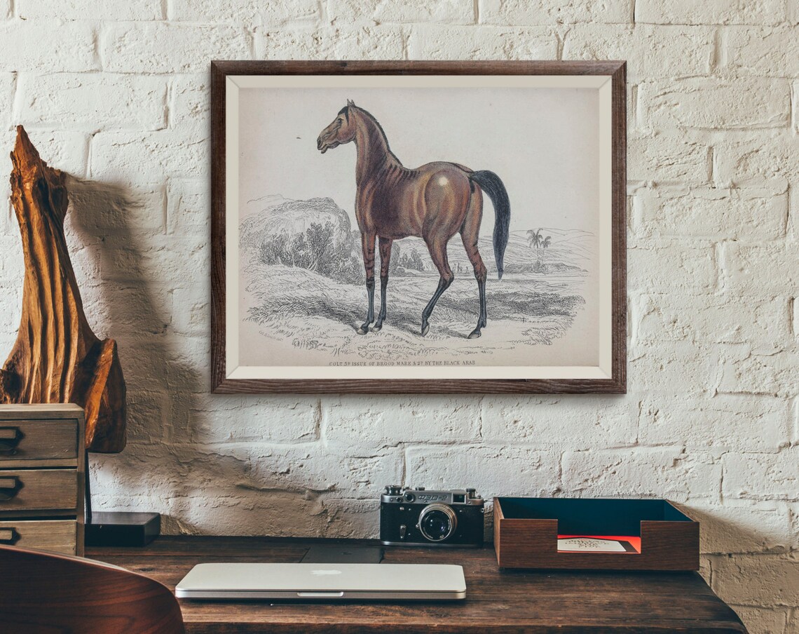 Antique Horse Drawings – 1841 Equus Prints, Natural History (high Res ...