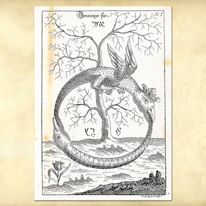 Ouroboros dragons illustration from old ancient alchemy book - symbols and illustrations of alchemical process - Uraltes chymisches Werk