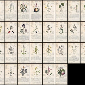 May include: A vintage botanical illustration set featuring 24 different plants. Each illustration is surrounded by a circle and includes the plant's name in German. The illustrations are in shades of green, brown, and yellow.