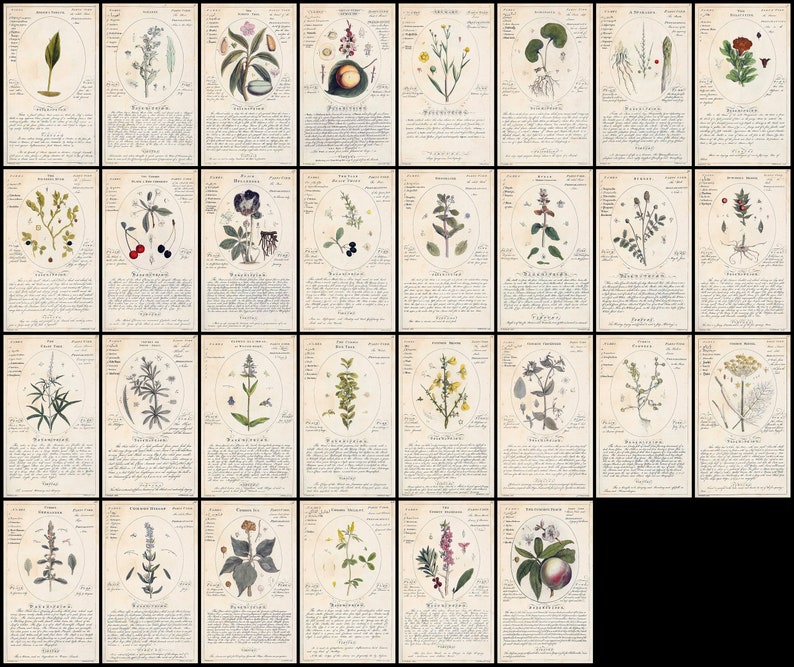 May include: A vintage botanical illustration set featuring 24 different plants. Each illustration is surrounded by a circle and includes the plant's name in German. The illustrations are in shades of green, brown, and yellow.