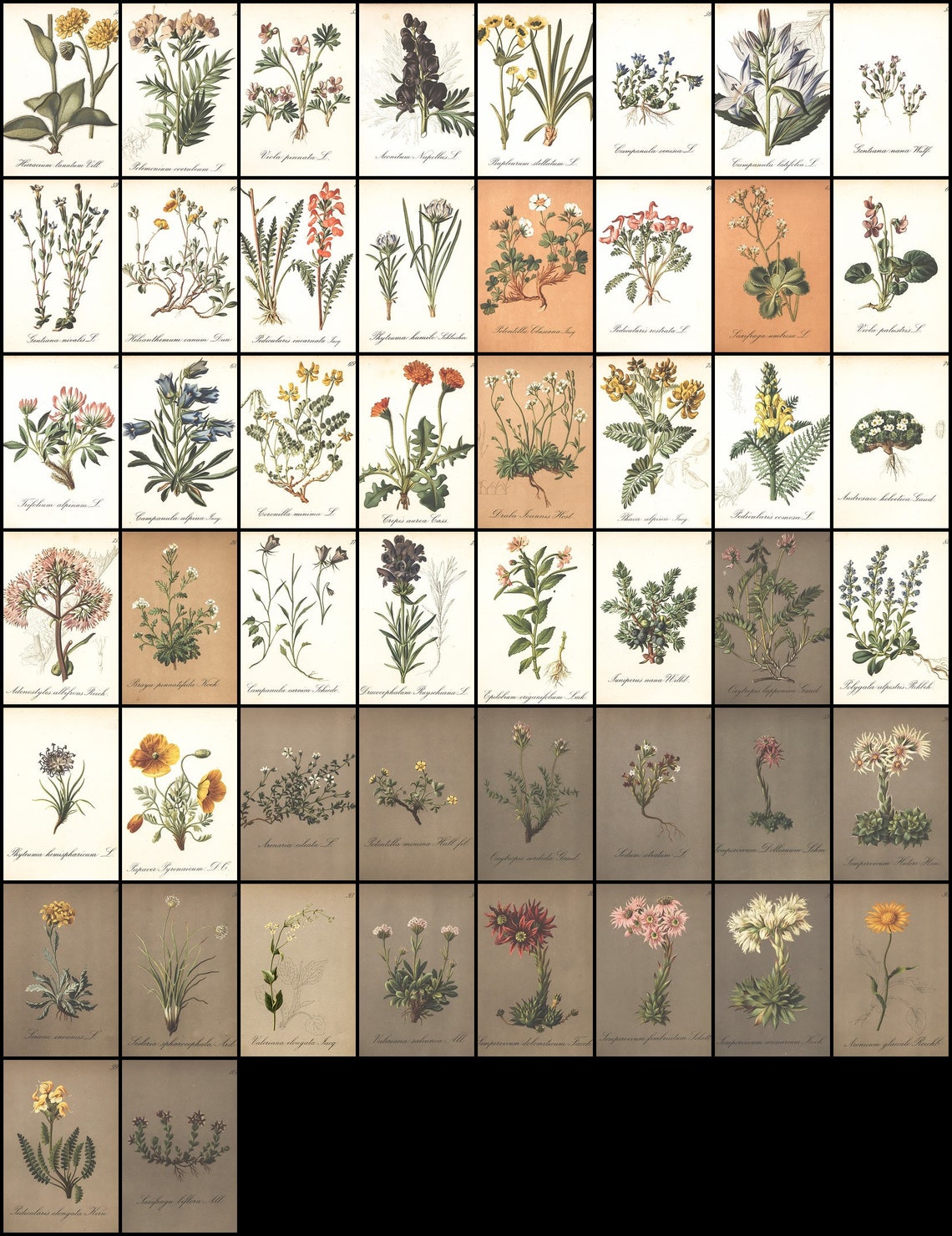 100 Stunning Alpine Botany Illustrations, Vintage Tundra Plant/flower ...