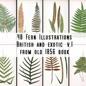 48  beautiful fern illustrations - British and exotic from an old 1856 book - High Res Printable Download - Vintage Botanical ferns