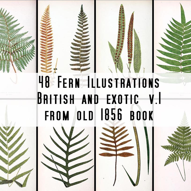 48 Beautiful Fern Illustrations - British and Exotic From an Old 1856 ...