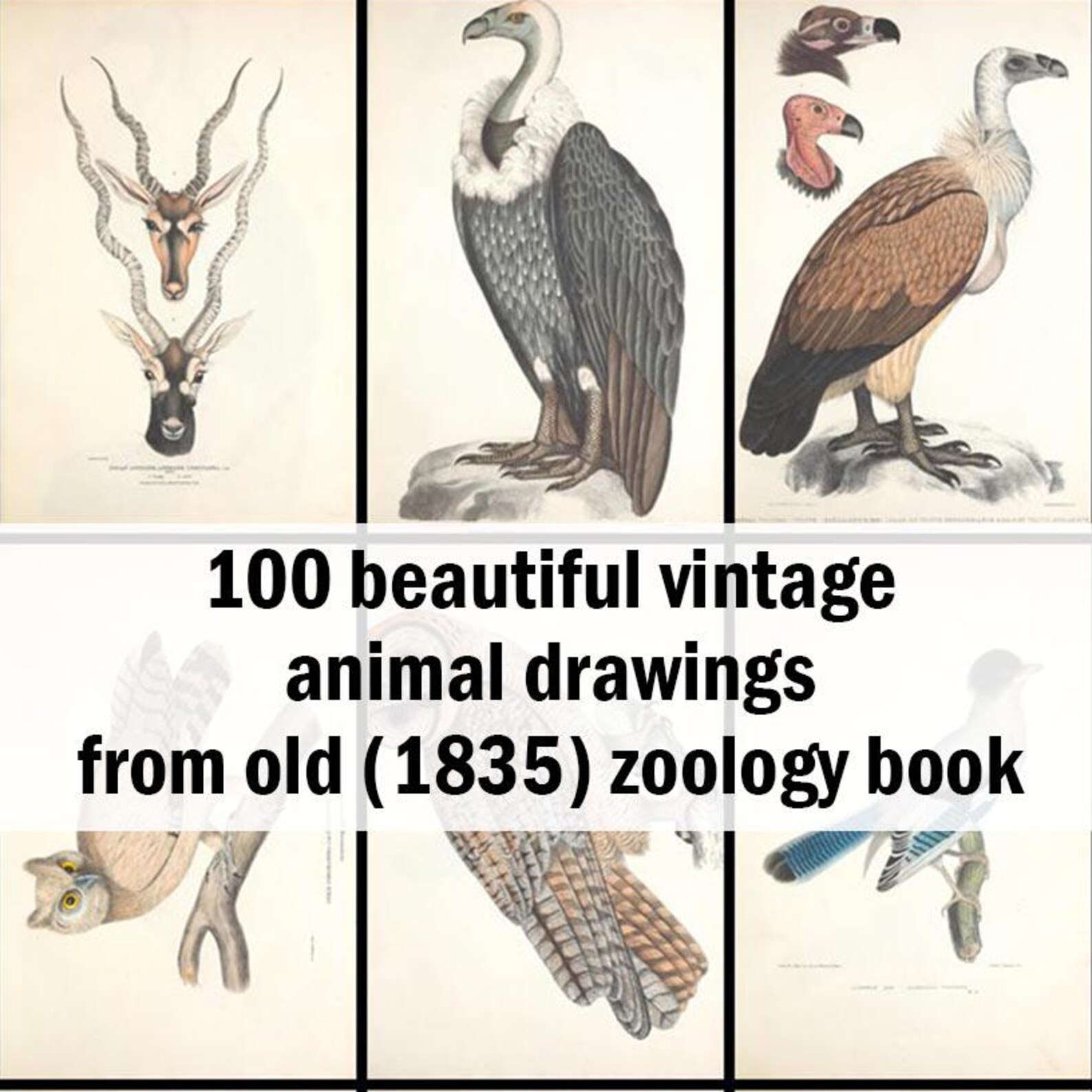 100 Beautiful Vintage Animal Drawings from old 1835 Zoology Etsy