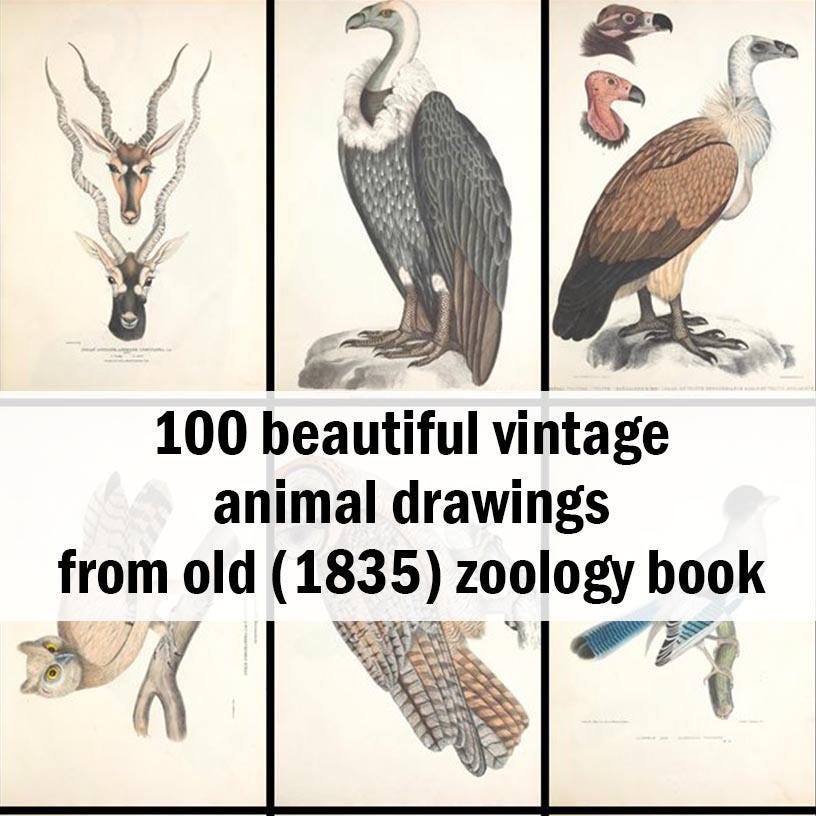 100 Beautiful Vintage Animal Drawings from old 1835 Zoology | Etsy