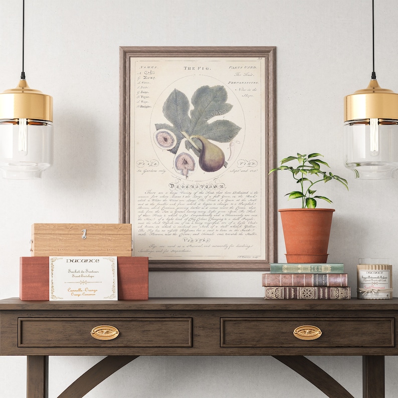 May include: A vintage botanical illustration of a fig tree with the text "THE FIG." and a description of the fig's parts, uses, and virtues. The illustration is framed in a light brown frame and is displayed on a wooden table with a wooden box, a small plant, and books.