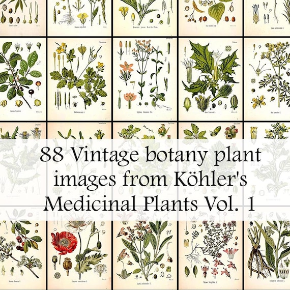 88 Vintage Botanical Clipart Bundle, Koehler Medicinal Plants, Antique Herbalist Illustrations for Junk Journals