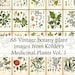 The entire set of 88 Plant illustrations in Köhler's Medicinal Plants volume 1 - Printable Download - Vintage Botanical Plates