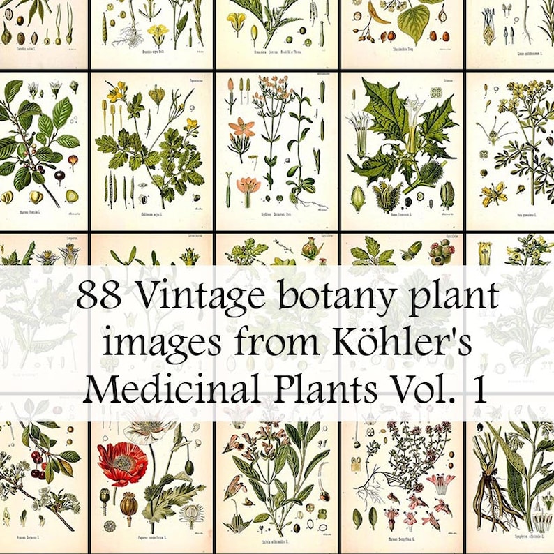 May include: A collection of 88 vintage botanical illustrations of plants from K&ouml;hler's Medicinal Plants Vol. 1. The images are in a grid format and feature detailed drawings of various plants with their scientific names.