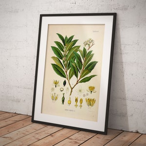 Laurel - Imagen vintage de Laurus nobilis de un libro antiguo - Plantas medicinales de Köhlers - Descarga imprimible - también para uso comercial