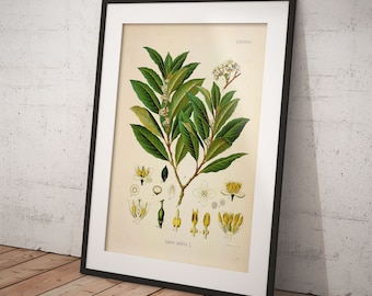 May include: A vintage botanical illustration of a laurel plant with white flowers and green leaves. The illustration includes detailed drawings of the plant's flowers, leaves, and fruit. The text "Laurus nobilis L." is printed below the illustration.