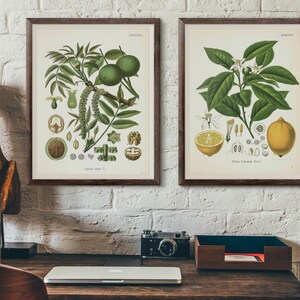 May include: Two framed botanical illustrations, one depicting a walnut tree with its leaves, nuts, and flowers, and the other showing a lemon tree with its leaves, fruit, and flowers. The illustrations are in a vintage style with detailed drawings and Latin names.