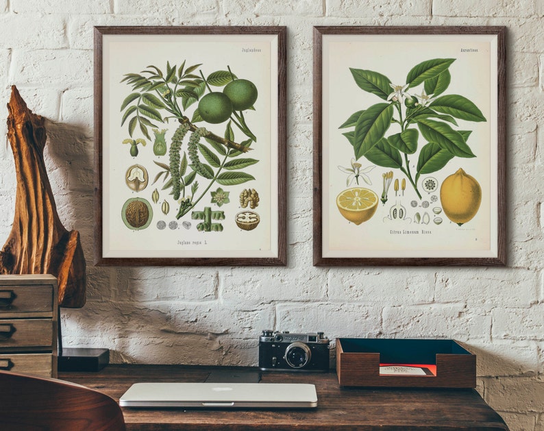 May include: Two framed botanical illustrations, one depicting a walnut tree with its leaves, nuts, and flowers, and the other showing a lemon tree with its leaves, fruit, and flowers. The illustrations are in a vintage style with detailed drawings and Latin names.