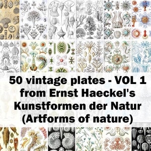 May include: A collection of 50 vintage plates from Ernst Haeckel's Kunstformen der Natur (Artforms of nature). The plates feature detailed illustrations of various sea creatures, including jellyfish, corals, and other marine life. The illustrations are in black and white and have a scientific and artistic style.