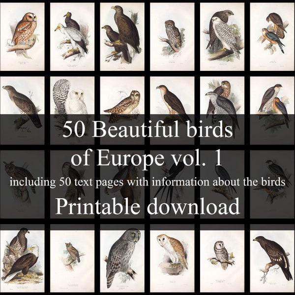 50 Beautiful Bird Drawings from The Birds of Europe Vol. 1 - vintage birds of prey images - John Gould - Printable Download
