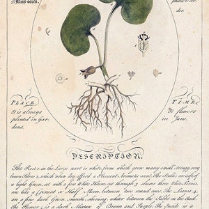 May include: A vintage botanical illustration of Asarabacca, a plant with dark green leaves, a brown flower, and a white root system. The illustration includes the plant's name, parts used, preparation, place, time, description, and properties.