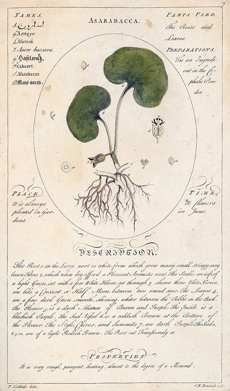 May include: A vintage botanical illustration of Asarabacca, a plant with dark green leaves, a brown flower, and a white root system. The illustration includes the plant's name, parts used, preparation, place, time, description, and properties.