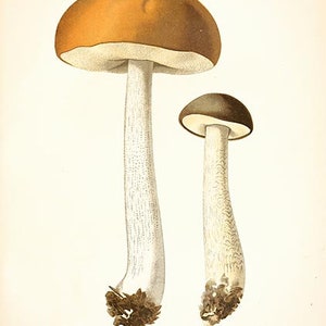 May include: A vintage illustration of two brown and white mushrooms with the text "N&ordm; 131. Boletus scaber. Bolet rude. (comestible)"