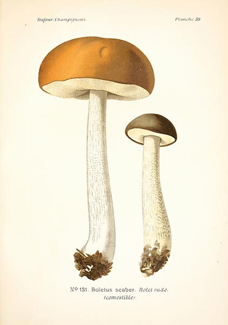 May include: A vintage illustration of two brown and white mushrooms with the text "N&ordm; 131. Boletus scaber. Bolet rude. (comestible)"