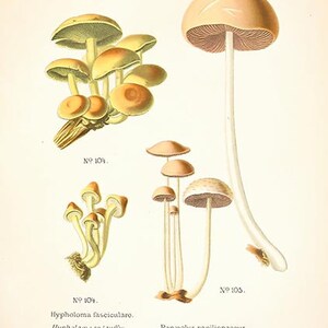 May include: An illustration of three types of mushrooms. The first mushroom is a cluster of small, yellow mushrooms. The second mushroom is a cluster of small, white mushrooms. The third mushroom is a single, large, white mushroom with a brown cap.