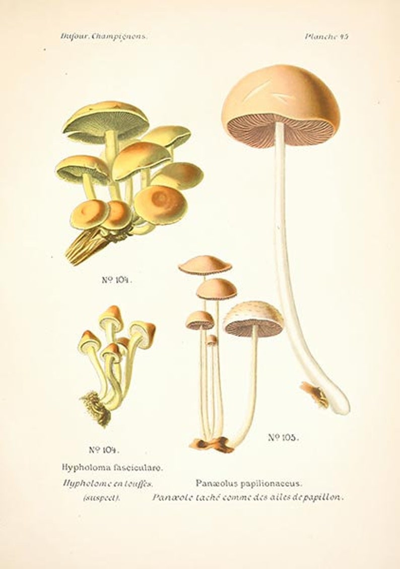 May include: An illustration of three types of mushrooms. The first mushroom is a cluster of small, yellow mushrooms. The second mushroom is a cluster of small, white mushrooms. The third mushroom is a single, large, white mushroom with a brown cap.