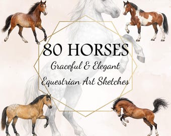 80 Realistic Horse Illustrations - High-Res 300 DPI Transparent PNG Clipart for Sublimation & Print
