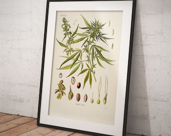 May include: A vintage botanical illustration of Cannabis sativa, also known as hemp, with detailed drawings of the plant's leaves, flowers, and seeds. The illustration is framed in black and has the text "Cannabis sativa L." and "J.S. Bower" at the bottom.