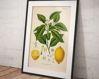 Lemon Botanical Print – Vintage Fruit Illustration (Printable Download)