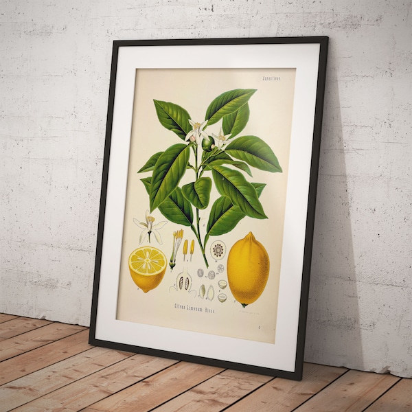 Citrus Limon ( Lemon ) Köhler's Medizinal-Pflanzen - Printable Download - botanical plant poster - Vintage fruit Art for scrapbooking