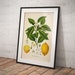 see more listings in the Botanical Art (singles) section